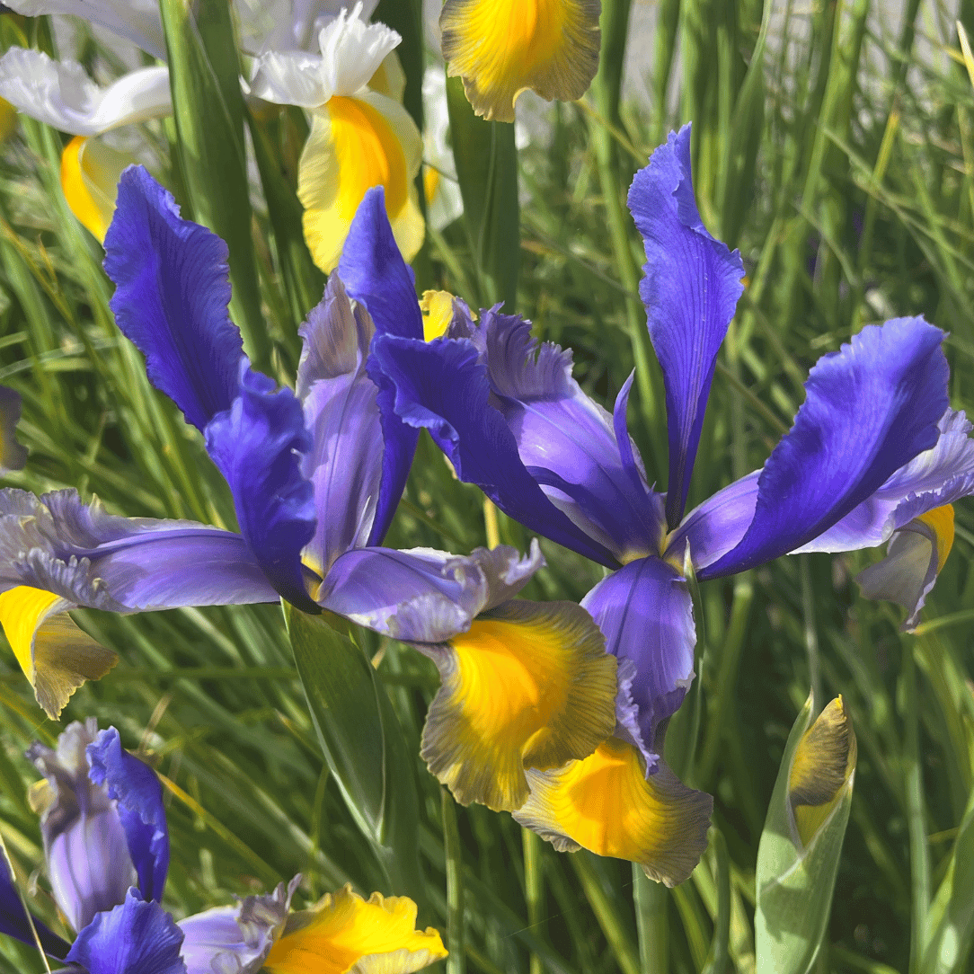 Dutch Iris 'Miss Saigon'
