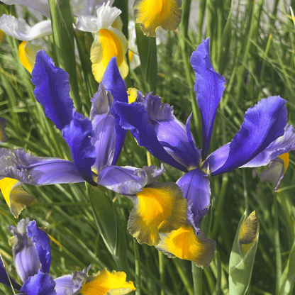 Dutch Iris 'Miss Saigon'