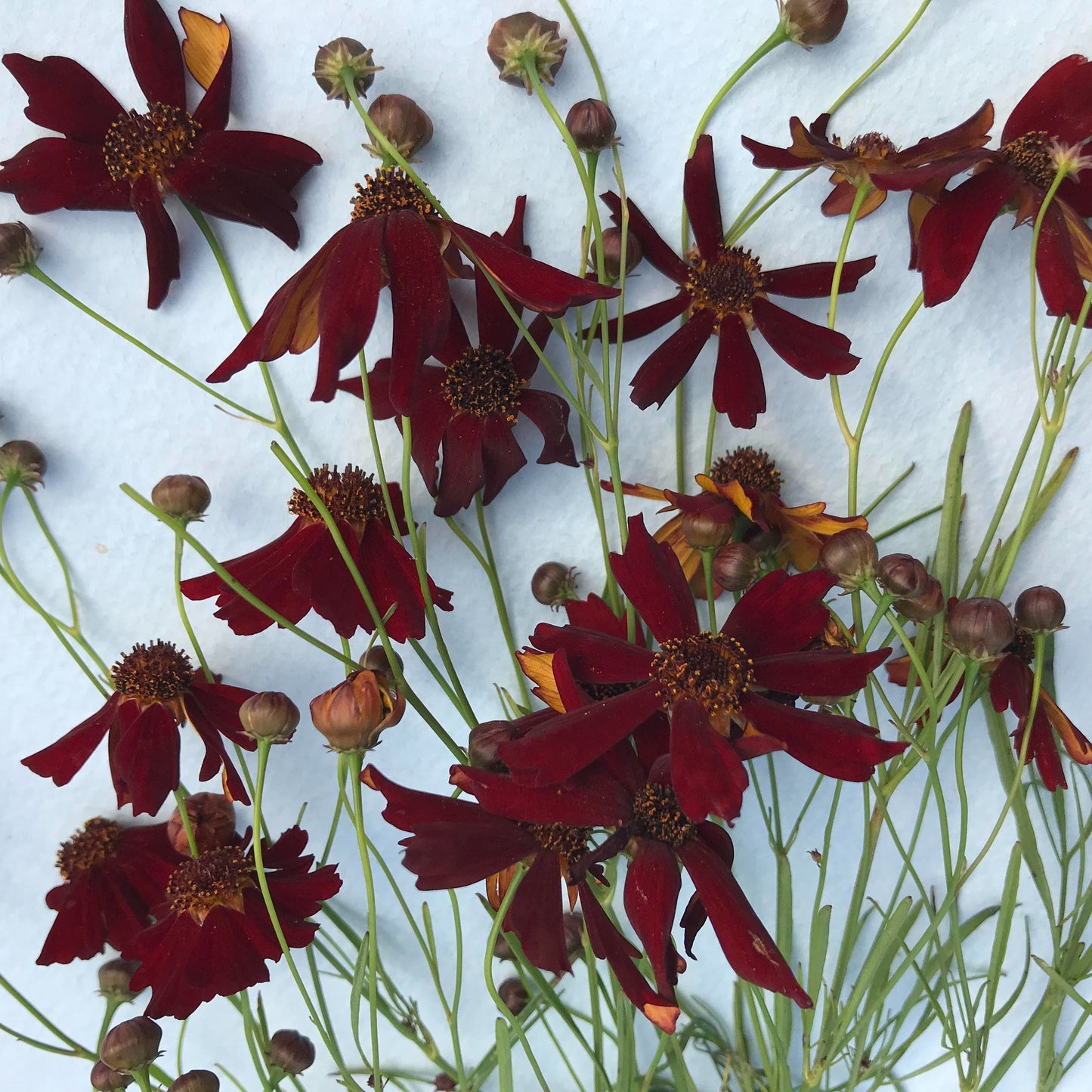 Dyer's Coreopsis