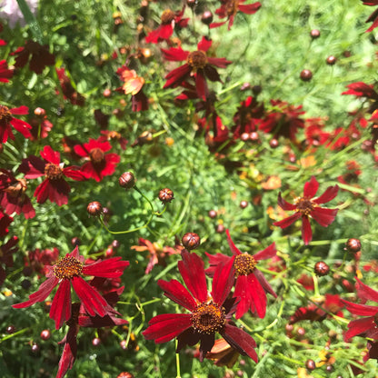 Dyer's Coreopsis