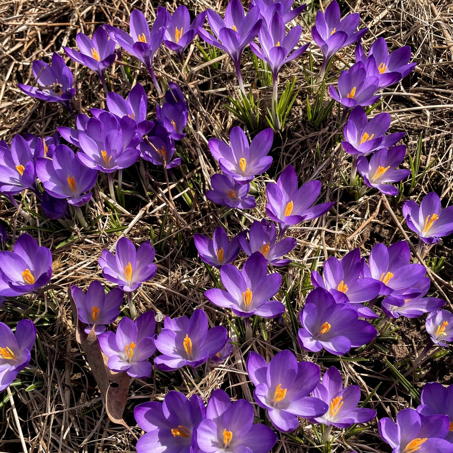 Crocus tommasinianus 'Ruby Giant'