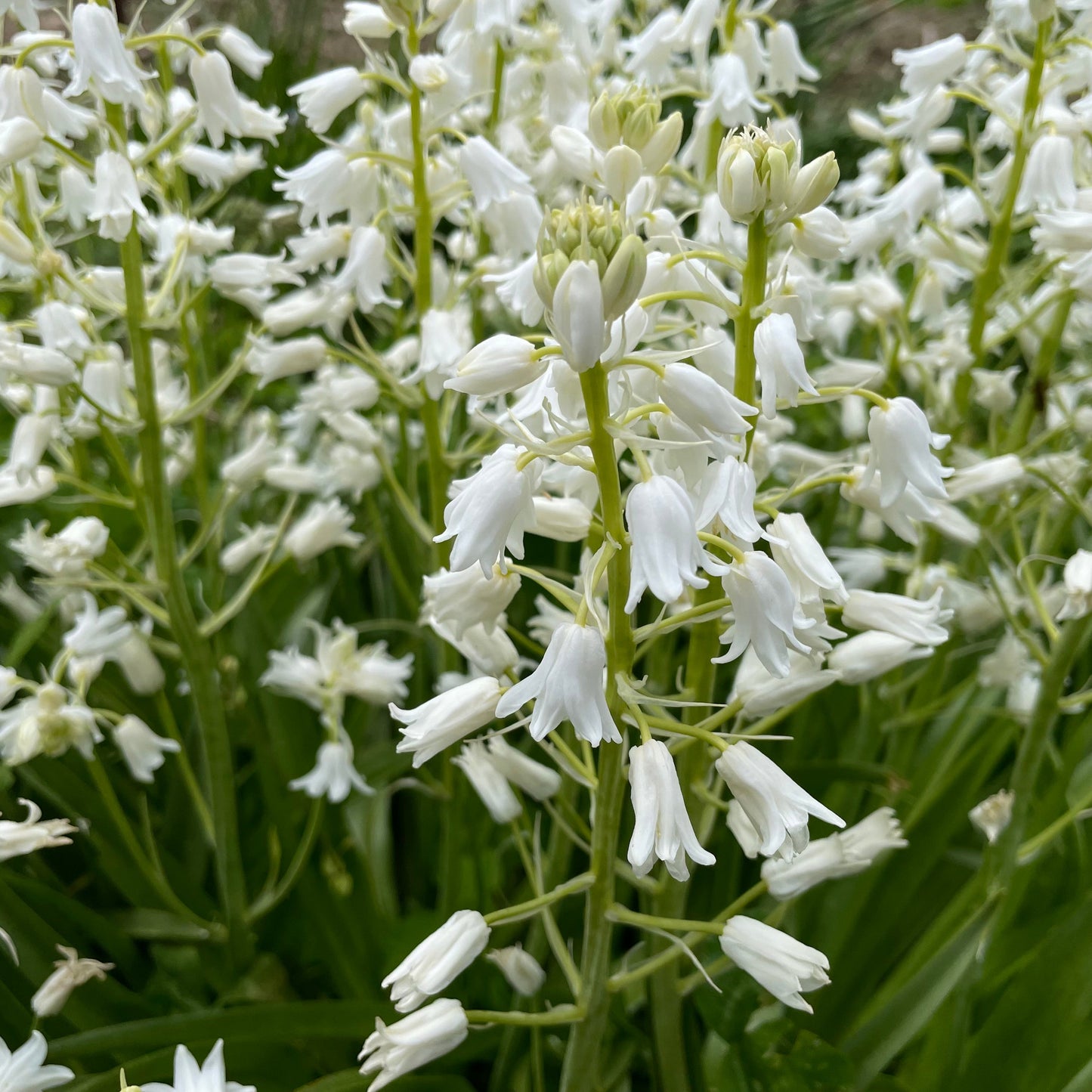 Hyacinthoides hispanica 'White City'