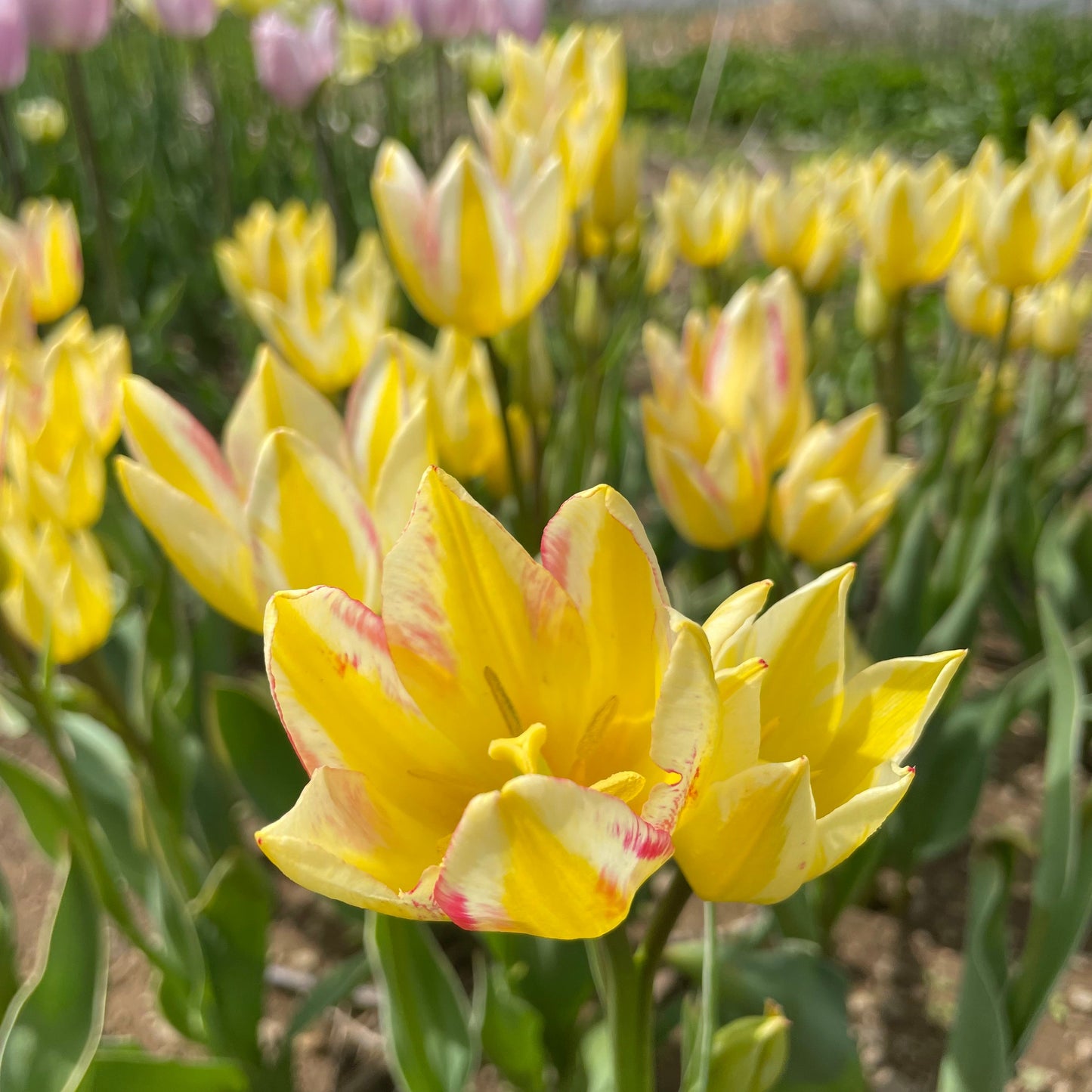 Tulip 'Antoinette'