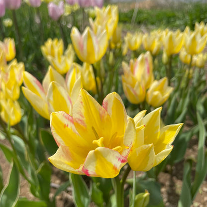 Tulip 'Antoinette'