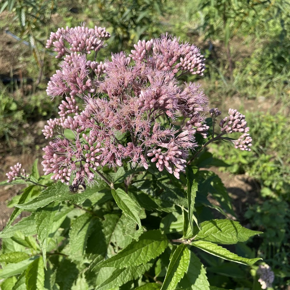 Joe Pye Weed (spotted) - PollinateHV Local Ecotype Seedling