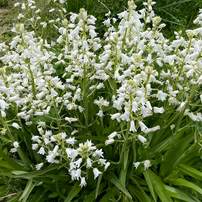 Hyacinthoides hispanica 'White City'