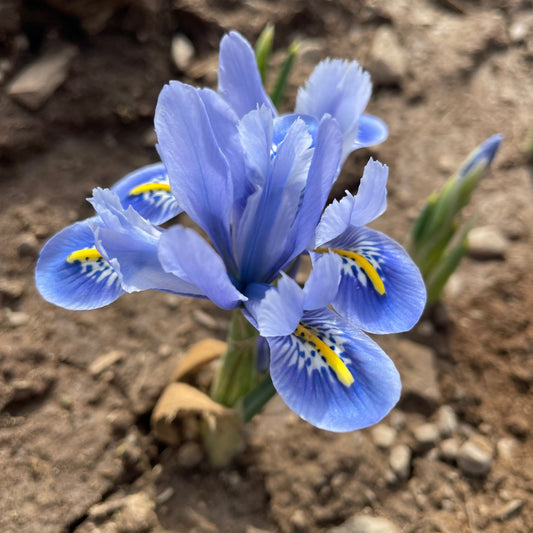 Rock Iris reticulata 'Alida' – fall-planted flower bulb
