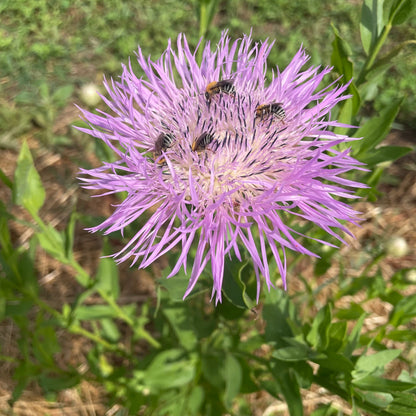 Basketflower