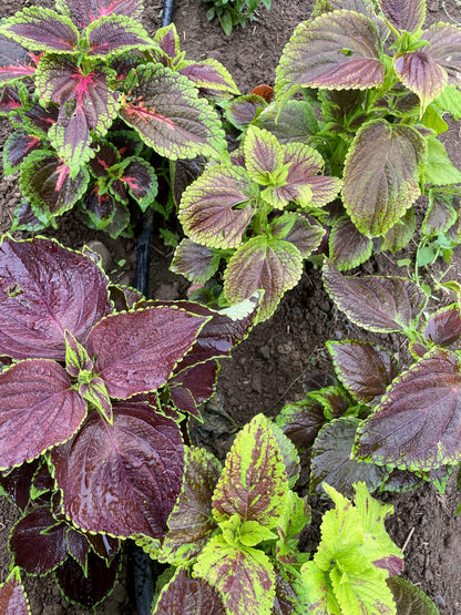 Rainbow Mix Coleus Seedlings