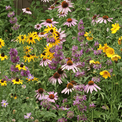 Eastern Pollinator Mix