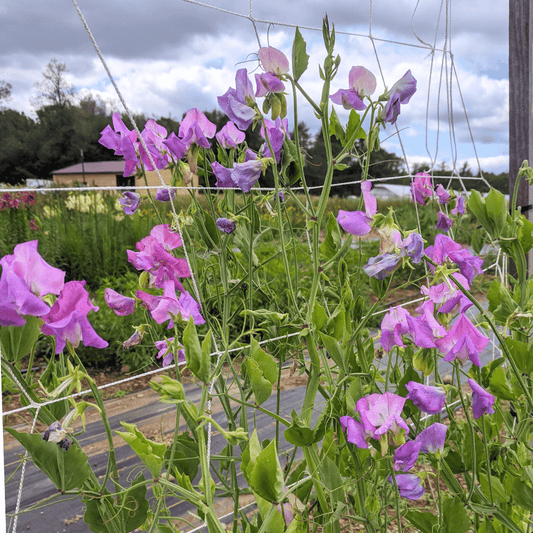 Ella Mountbatten Sweet Pea – flower seed variety