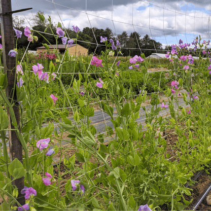 Ella Mountbatten Sweet Pea