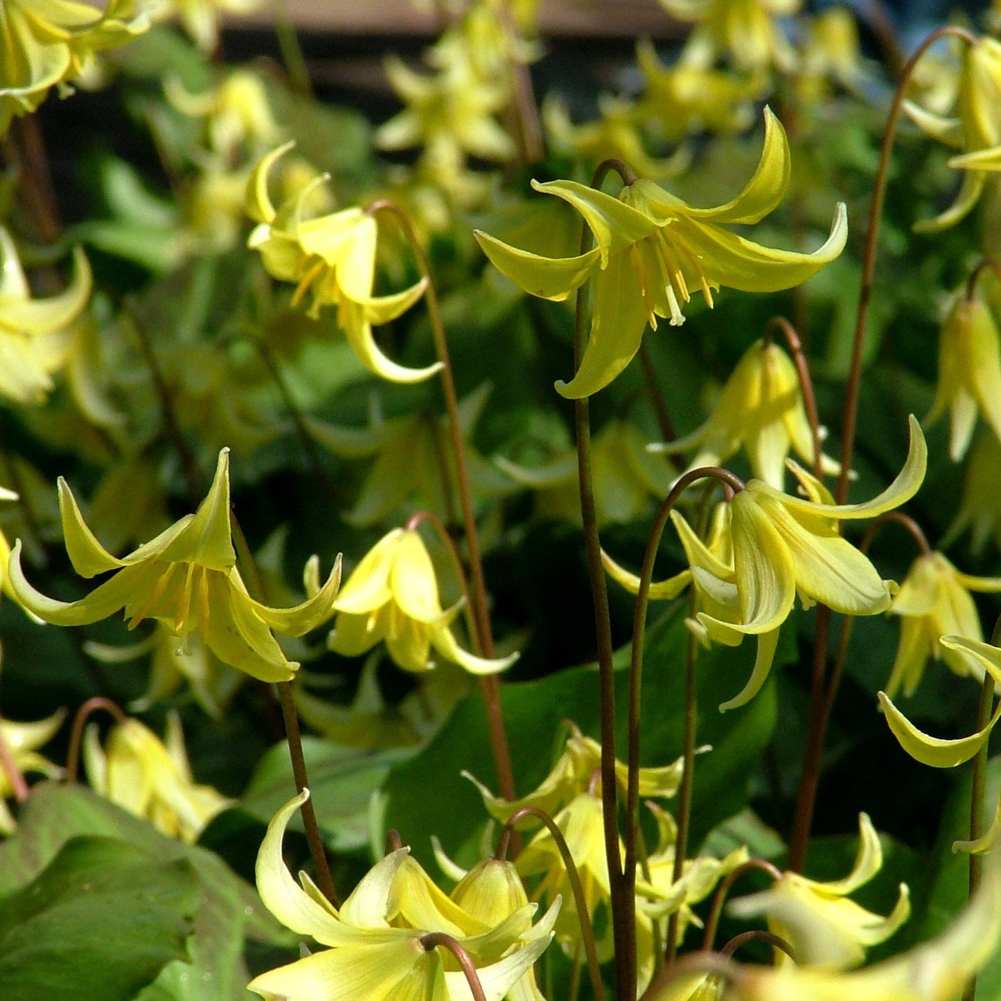 Erythronium californicum 'Pagoda'
