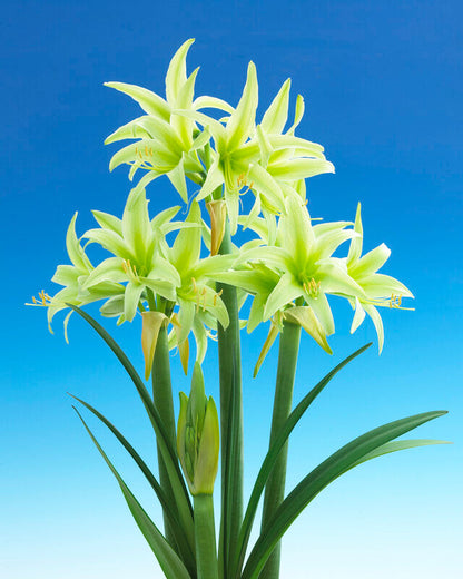 Cybister Amaryllis 'Evergreen'