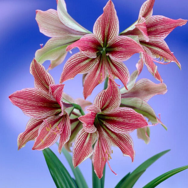 Dutch Amaryllis 'Exotic Star'