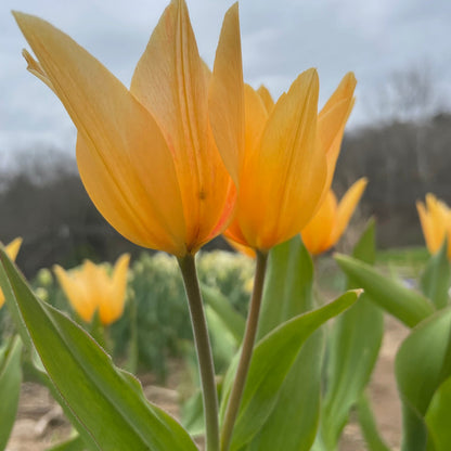 Species Tulip praestans 'Shogun'