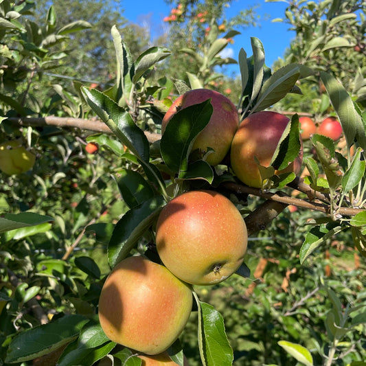 Esopus Spitzenburg Apple Tree – fruit tree