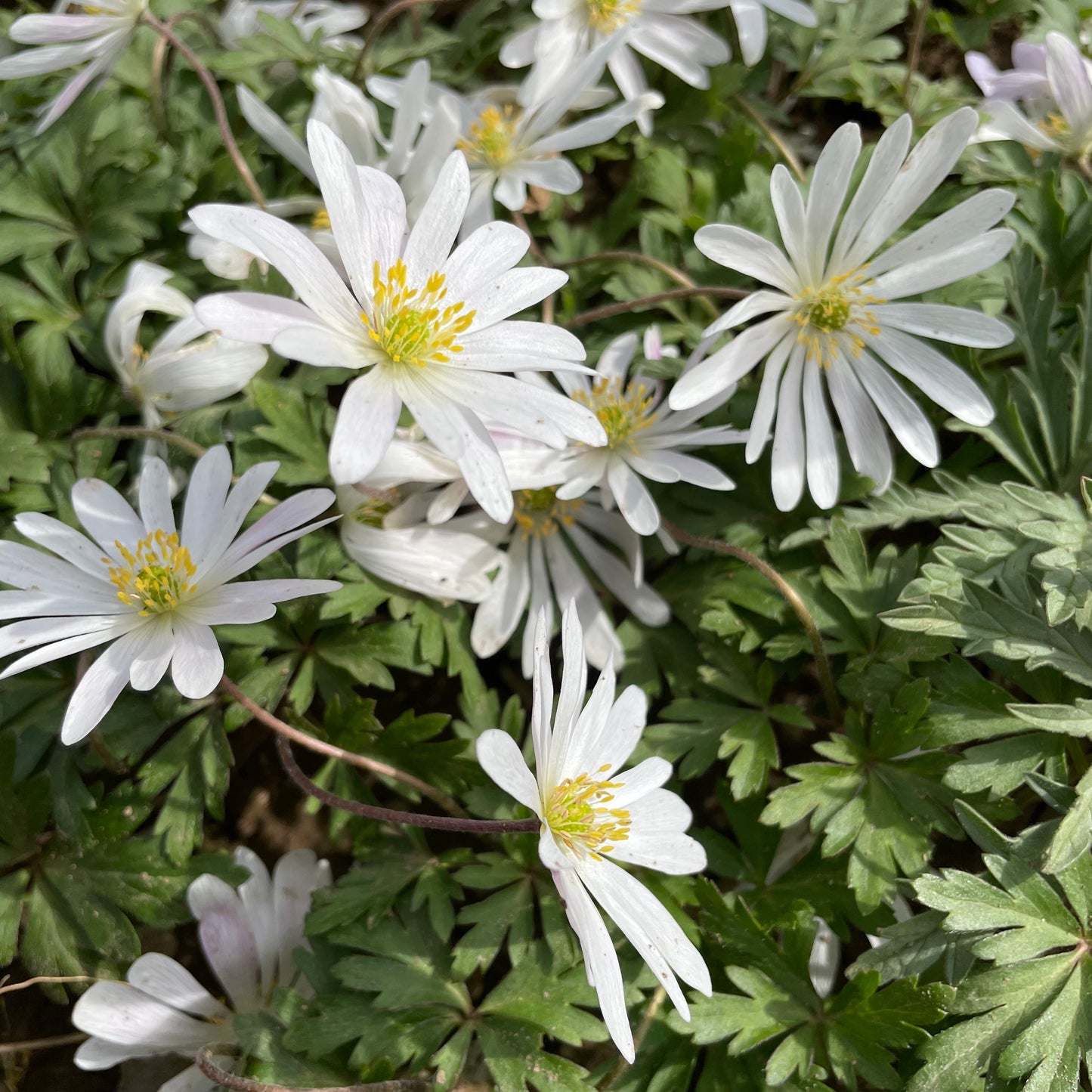 Anemone blanda 'White Splendor'