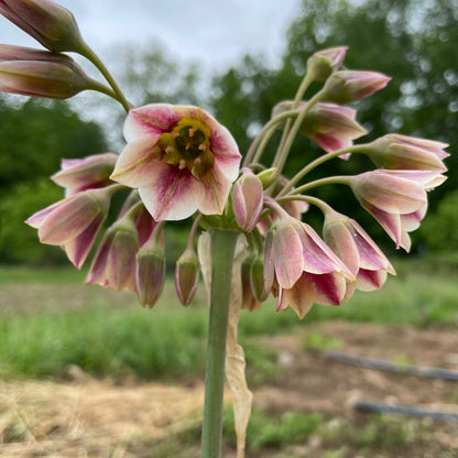 Allium 'Sicilian Honey Lily'