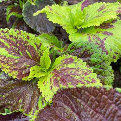 Rainbow Mix Coleus Seedlings