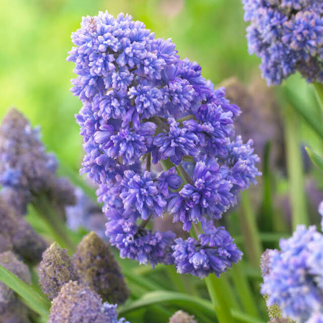 Muscari 'Fantasy Creation'