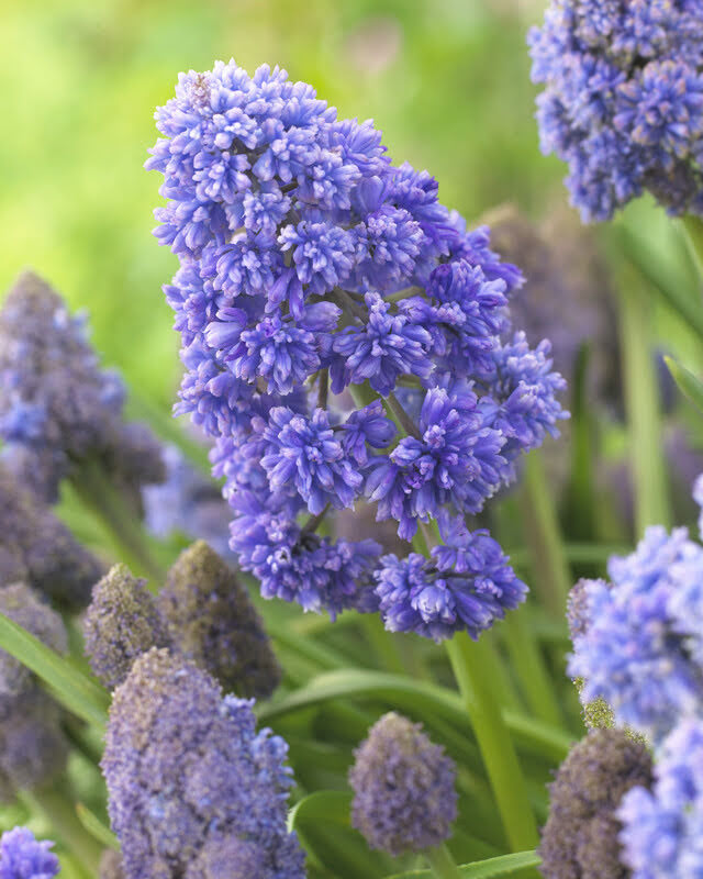 Muscari 'Fantasy Creation'