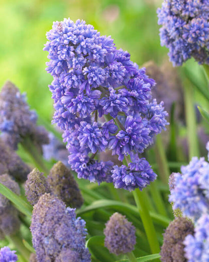 Muscari 'Fantasy Creation'
