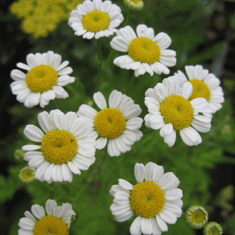 Feverfew Seedlings