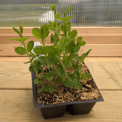 Finnriver Sweet Pea Seedlings