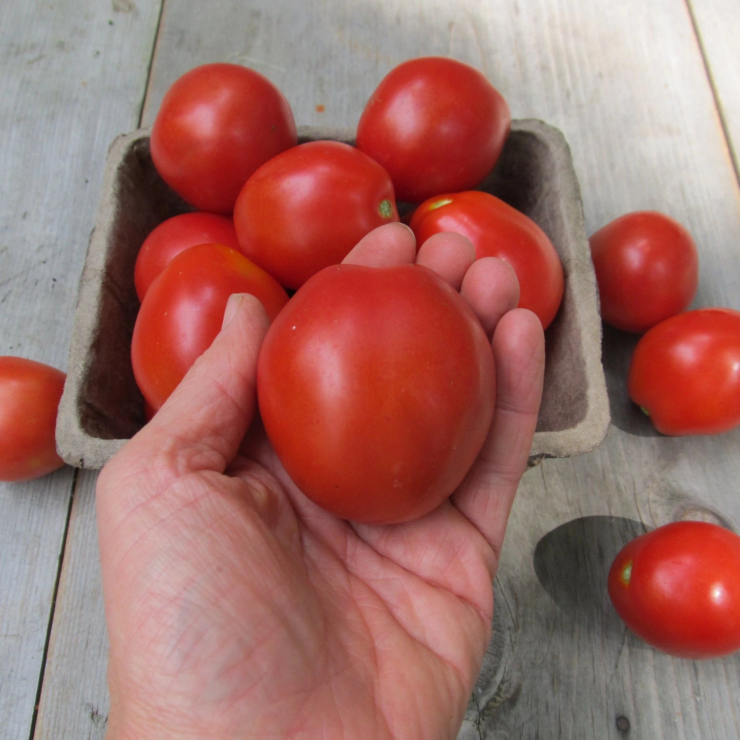 Firminio's Plum Tomato vendor-unknown