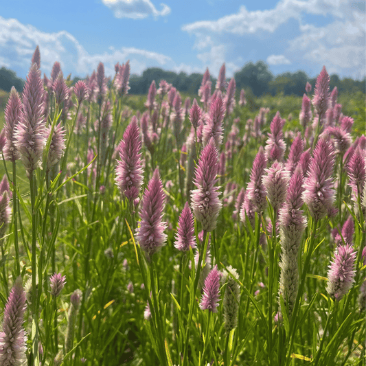 Flamingo Feather Celosia – flower seed variety