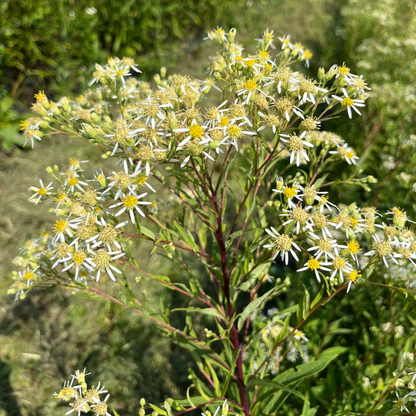 Flat-Topped  Aster - PollinateHV Local Ecotype