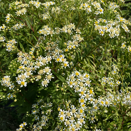 Flat-Topped  Aster - PollinateHV Local Ecotype