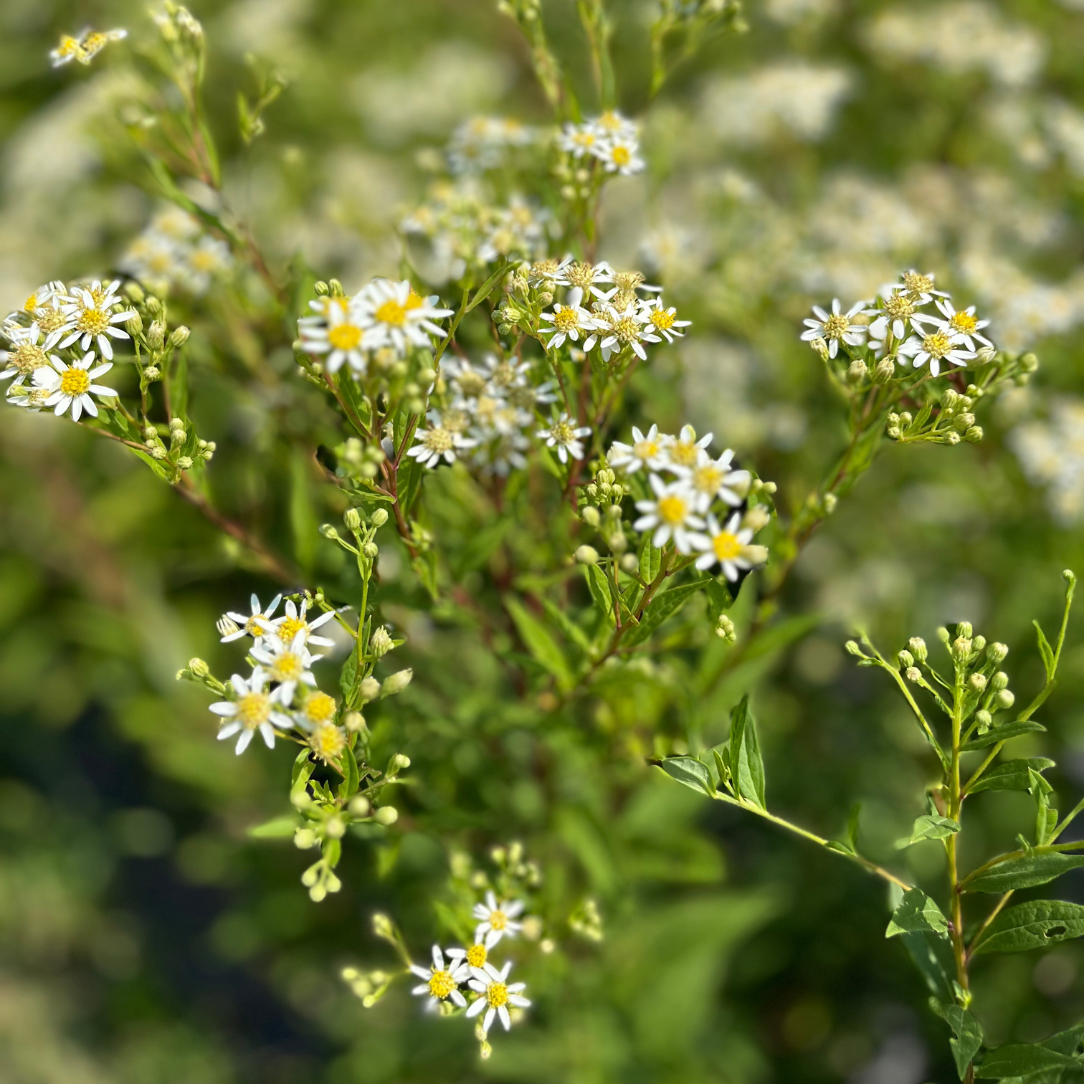 Flat-Topped  Aster - PollinateHV Local Ecotype