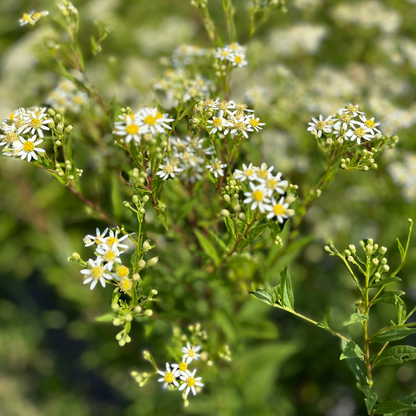 Flat-Topped  Aster - PollinateHV Local Ecotype