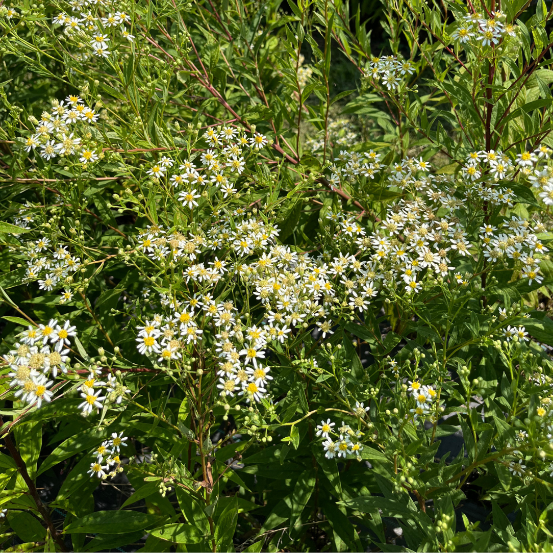 Flat-Topped  Aster - PollinateHV Local Ecotype