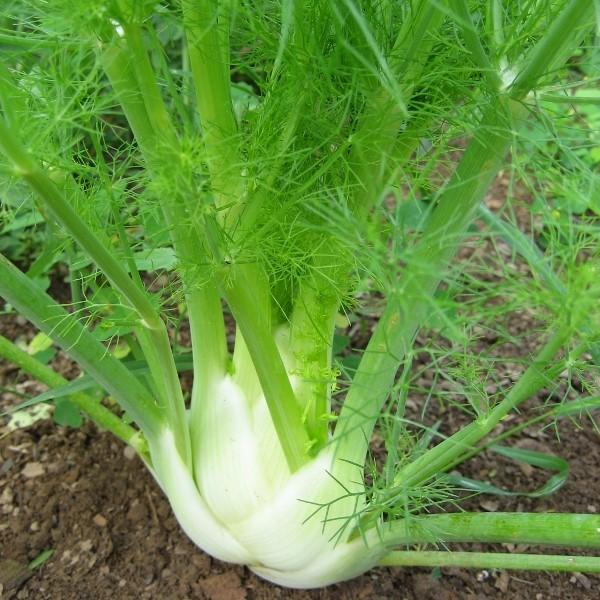 Florence Fennel vendor-unknown