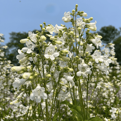 Foxglove Beardtongue - PollinateHV Local Ecotype