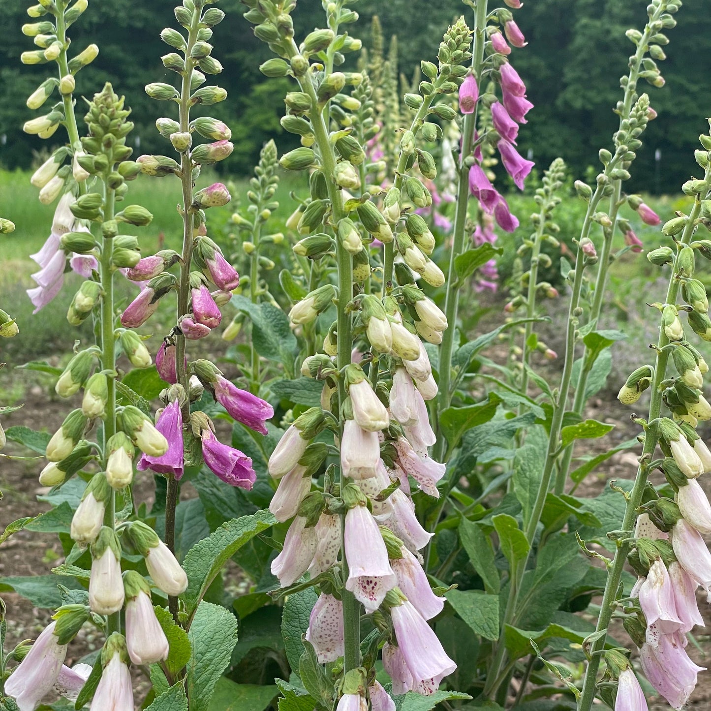 Cottage Garden Mix