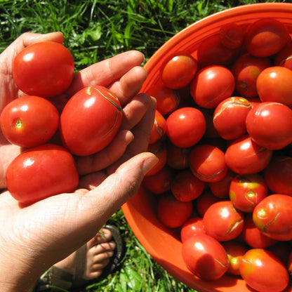 Frank's Iranian Tomato Seeds vendor-unknown