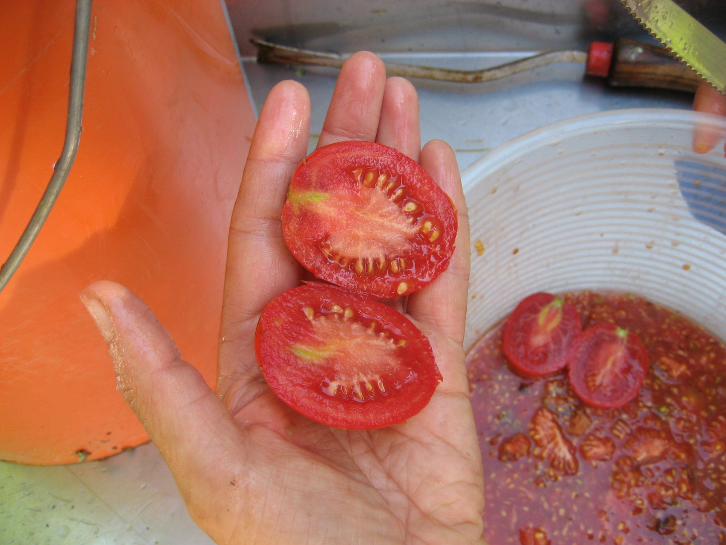 Frank's Iranian Tomato Seeds vendor-unknown