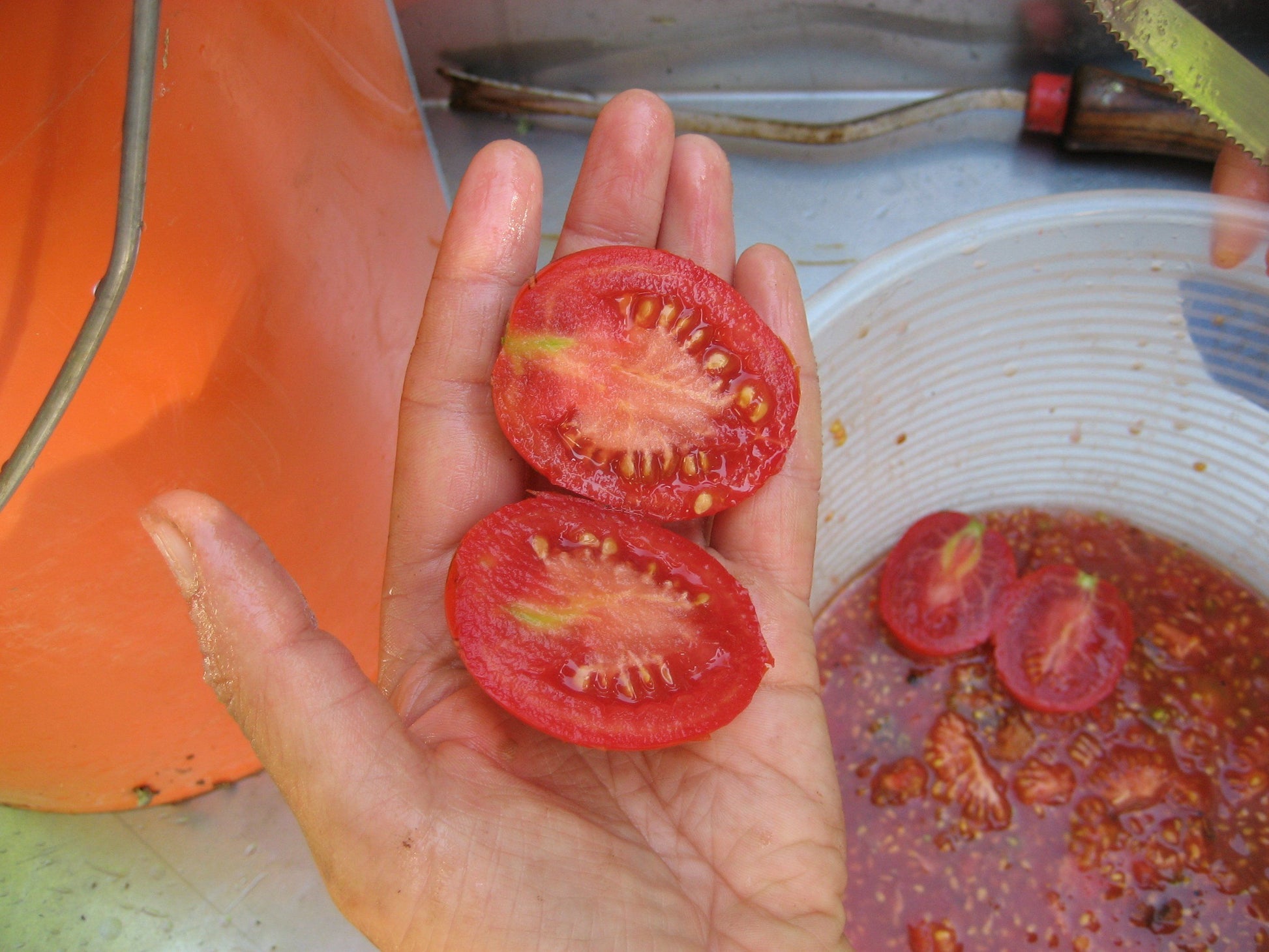 Frank's Iranian Tomato Seeds vendor-unknown