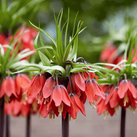 Fritillaria Imperialis "Rubra" – fall-planted flower bulb