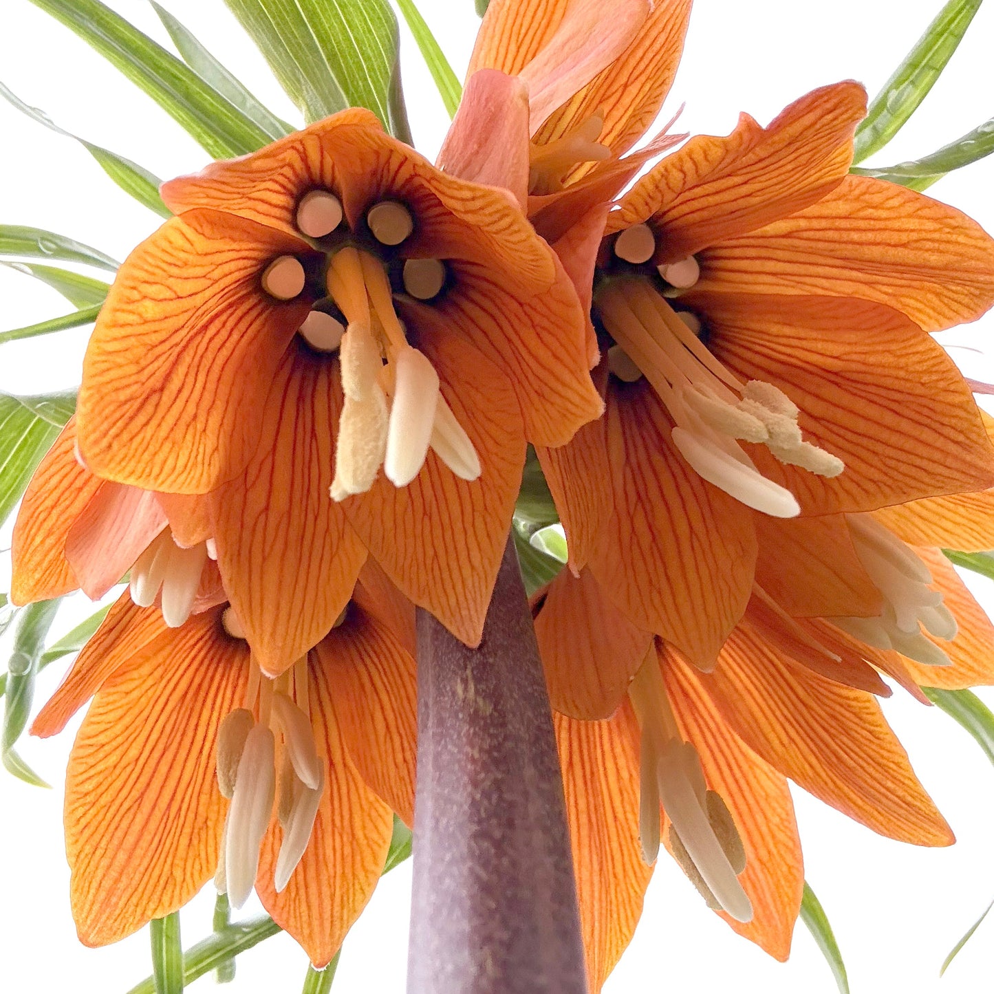Fritillaria Imperialis "Rubra"