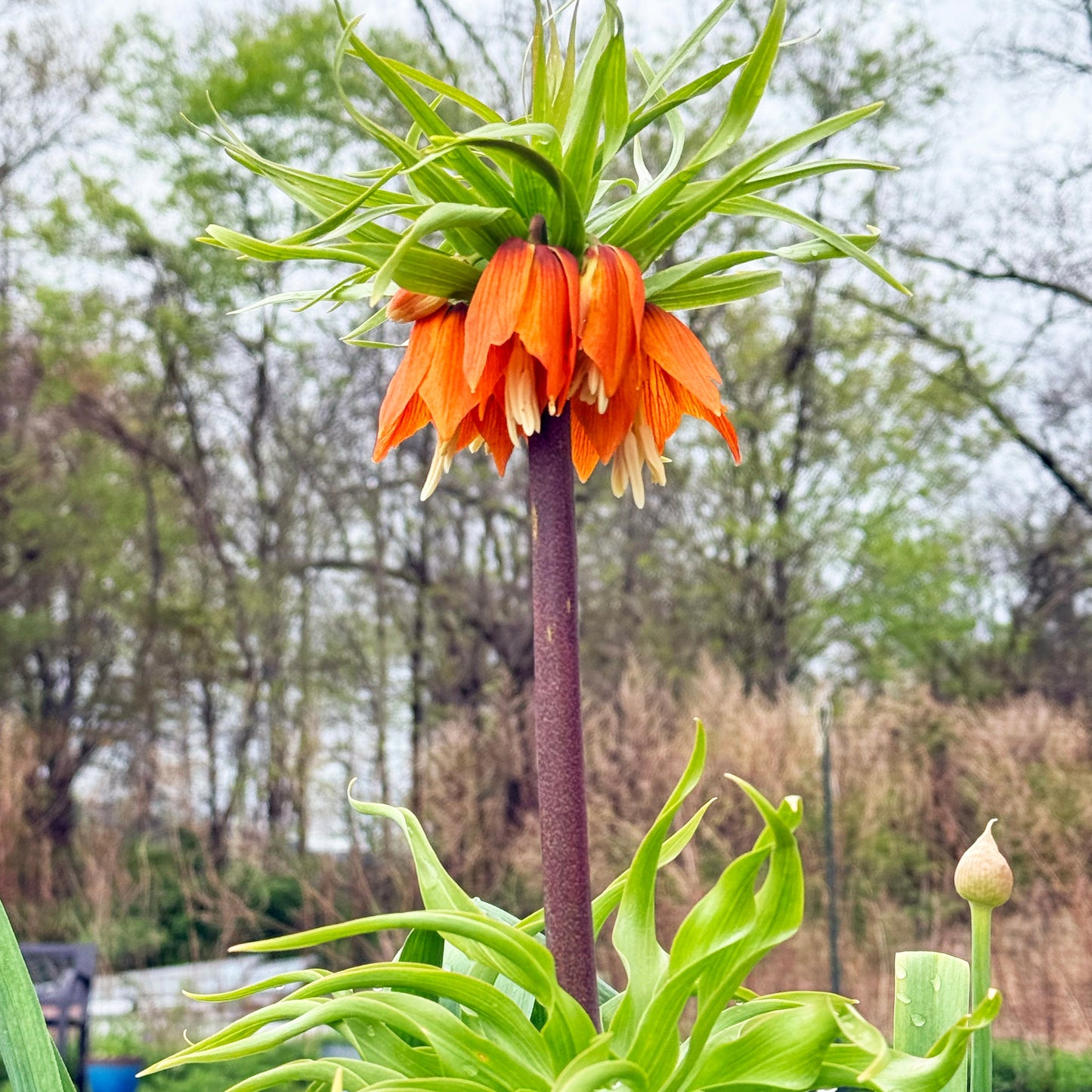 Fritillaria Imperialis "Rubra"