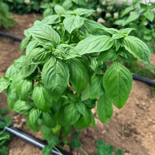 Genovese Basil – herb seed variety