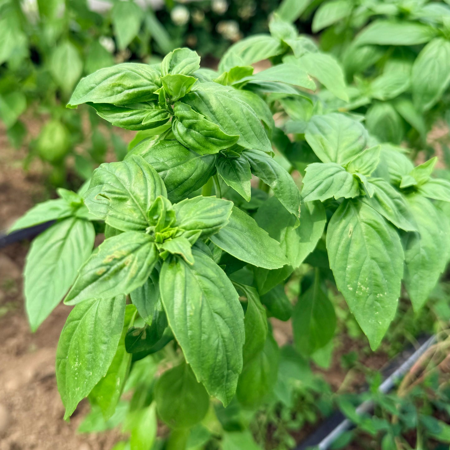Genovese Basil