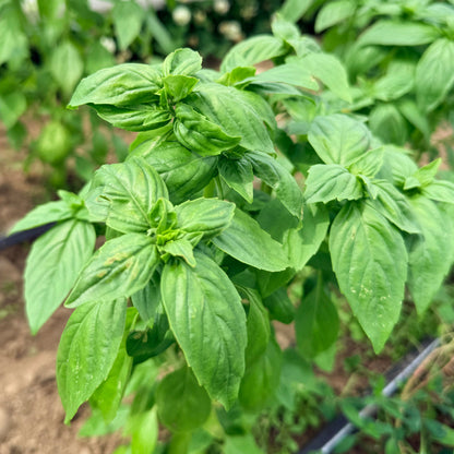 Genovese Basil