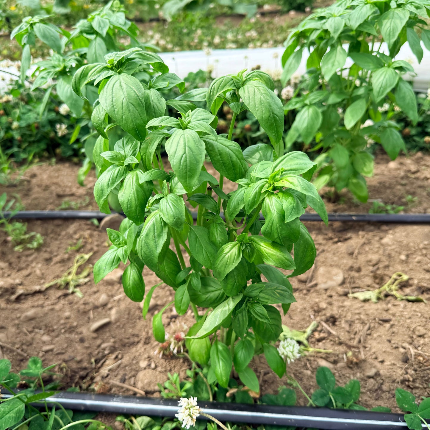 Genovese Basil