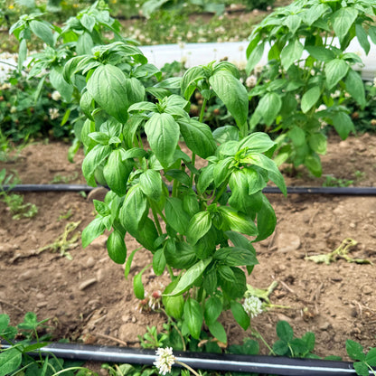 Genovese Basil